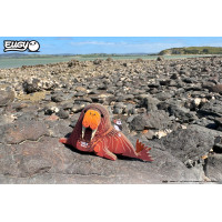 Збірна 3Д модель Зоопарк: Морж