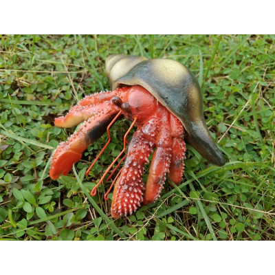 Рак-самітник червоний з мушлею 15 cm (см) Рак-самітник червоний з мушлею 15 cm (см)