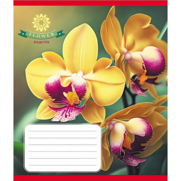 Зошит учнівський "Орхідея" 036-570137K-1 в клітинку 36 аркушів