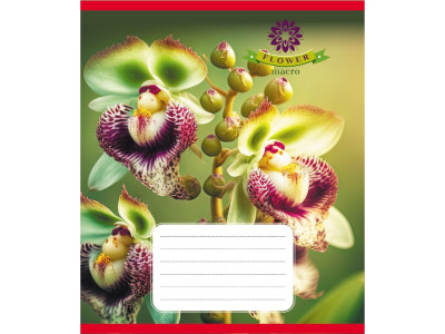 Зошит учнівський "Орхідея" 036-570137K-4 в клітинку 36 аркушів