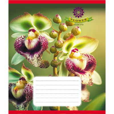 Зошит учнівський "Орхідея" 036-570137K-4 в клітинку 36 аркушів