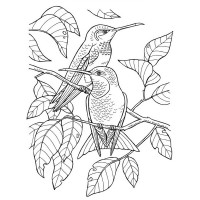 Велика книга розмальовок "Дівчатка та квіти" 1736026 64 сторінки