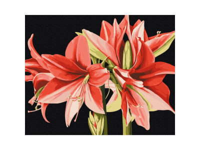 Картина за номерами "Амаріліс" © Anastasiia Osmolovska BS53725 40х50 см