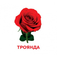 Розвиваючі картки для дітей Квіти J012y 18 картинок