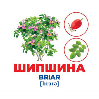 Набір розвиваючих карток Геній з пелюшок Дерева та чагарники 10107196 17 карток