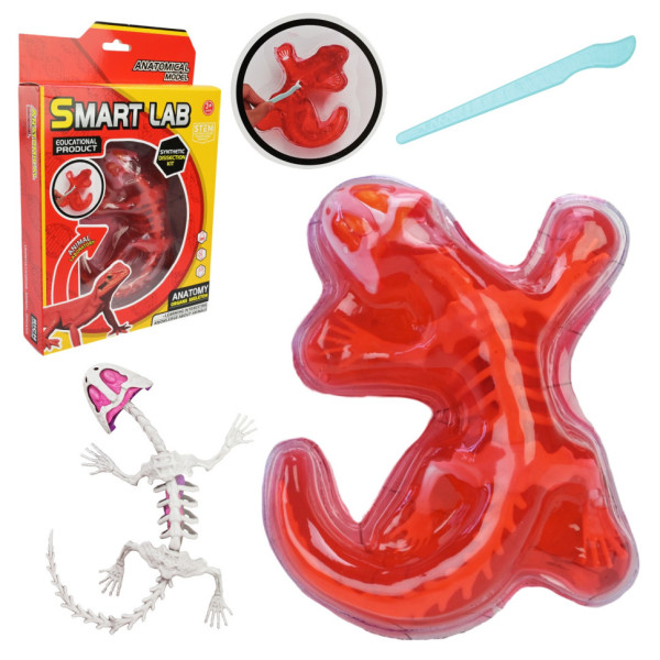 Дитячий лабораторнний набір Ящірка 803B скелет внутрішні органи