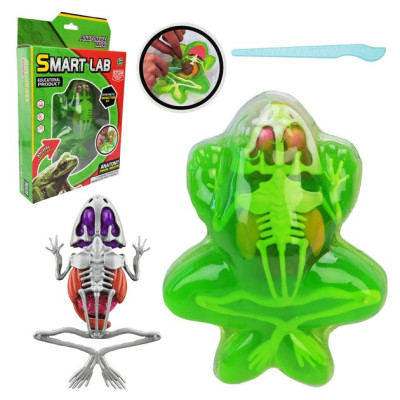 Дитячий лабораторнний набір Жаба 801B скелет внутрішні органи Дитячий лабораторнний набір Жаба 801B скелет внутрішні органи