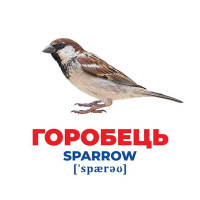 Набір розвиваючих карток Геній з пелюшок "Птахи України" Ранок 10107193У 17 карток