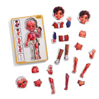 Деревяний пазл-вкладиш "Анатомія людини - хлопчик-2" (ПСД261) PSD261 будова тіла