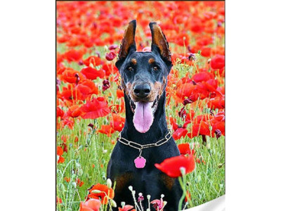 Алмазна мозаїка "Чорний доберман" GM86851 30х40 см