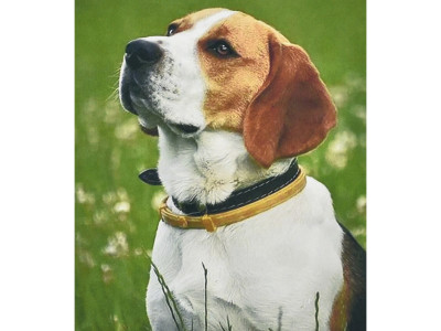 Алмазна мозаїка "Бігль у траві" HEG87072 30х40 см