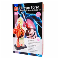 Анатомічна модель людини Edu-Toys збірна 27 см (MK027) Анатомічна модель людини Edu-Toys збірна 27 см (MK027)