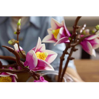 Конструктор LEGO® Botanicals Гілки магнолії 435 Деталей (11510) Конструктор LEGO® Botanicals Гілки магнолії 435 Деталей (11510)