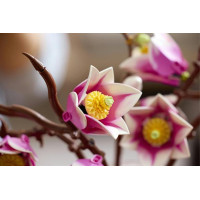 Конструктор LEGO® Botanicals Гілки магнолії 435 Деталей (11510) Конструктор LEGO® Botanicals Гілки магнолії 435 Деталей (11510)