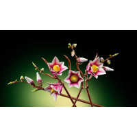 Конструктор LEGO® Botanicals Гілки магнолії 435 Деталей (11510) Конструктор LEGO® Botanicals Гілки магнолії 435 Деталей (11510)