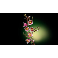 Конструктор LEGO® Botanicals Гілки магнолії 435 Деталей (11510) Конструктор LEGO® Botanicals Гілки магнолії 435 Деталей (11510)