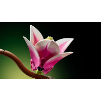 Конструктор LEGO® Botanicals Гілки магнолії 435 Деталей (11510) Конструктор LEGO® Botanicals Гілки магнолії 435 Деталей (11510)