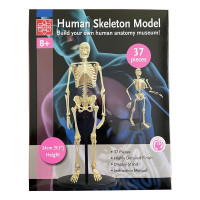 Модель скелета людини Edu-Toys збірна 24 см (SK057) Модель скелета людини Edu-Toys збірна 24 см (SK057)