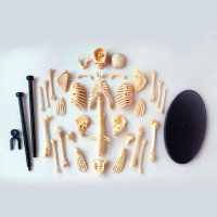 Модель скелета людини Edu-Toys збірна 24 см (SK057) Модель скелета людини Edu-Toys збірна 24 см (SK057)