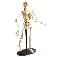 Модель скелета людини Edu-Toys збірна 24 см (SK057) Модель скелета людини Edu-Toys збірна 24 см (SK057)