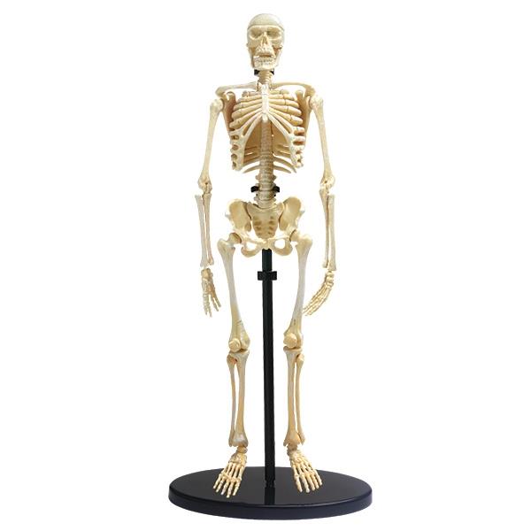 Модель скелета людини Edu-Toys збірна 24 см (SK057) Модель скелета людини Edu-Toys збірна 24 см (SK057)