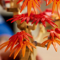 Конструктор LEGO Botanicals Бонсай з японського червоного клена 474 деталі (10348)