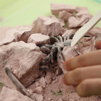 Набір для розкопок 4M Комахи (00-03397)