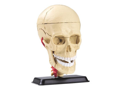 Модель черепа з нервами Edu-Toys збірна 9 см (SK010)