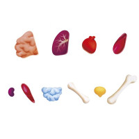 Пазл Hape Тіло людини 100 см, 60 ел. (E1635) Пазл Hape Тіло людини 100 см, 60 ел. (E1635)