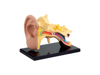 Модель анатомія вуха Edu-Toys збірна 7,7 см (SK012)