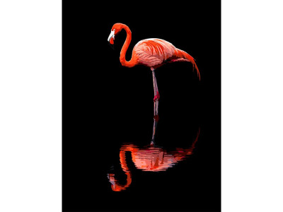 Картина за номерами Strateg Фламінго на чорному фоні 30Х40 см FH-36