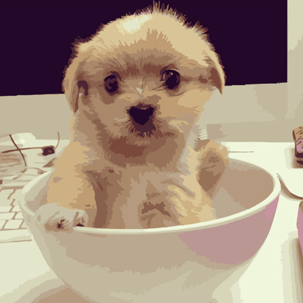 Картина по номерах Песик у чашці Strateg 40х40 см SK050