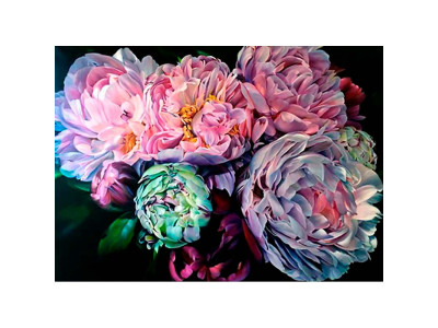 Картина за номерами "Чарівні півонії" LC40092