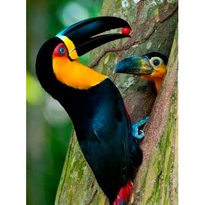 Картина за номерами "Тукан-аріель" тм Лавка Чудес 40 x 50 см у коробці LC20010