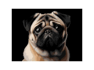 Картина за номерами Strateg Мопс на чорному фоні 30Х40 см FH-34