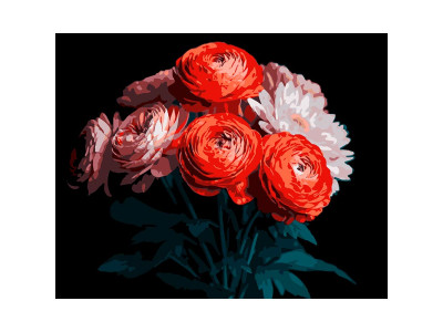 Картина за номерами Strateg Червоні ранункулюси на чорному фоні 40Х50 см AH1250 Картина за номерами Strateg Червоні ранункулюси на чорному фоні 40Х50 см AH1250