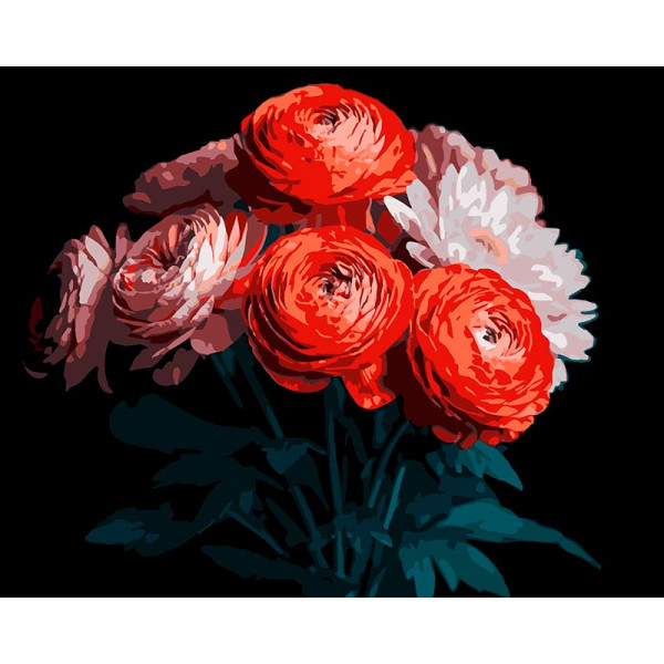 Картина за номерами Strateg Червоні ранункулюси на чорному фоні 40Х50 см AH1250
