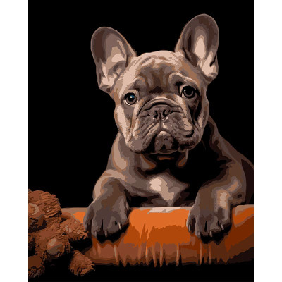 Картина за номерами Strateg Французький бульдог на чорному фоні 40Х50 (AH12 AH1293