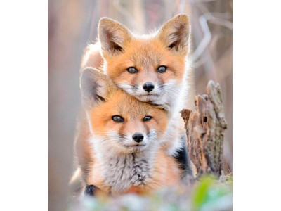 Картина за номерами "Лисички" тм Лавка Чудес 40 x 50 см у коробці LC20032