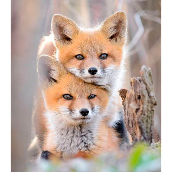 Картина за номерами "Лисички" тм Лавка Чудес 40 x 50 см у коробці LC20032