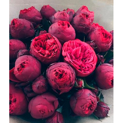 Картина за номерами квіти "Півонії" LC40001