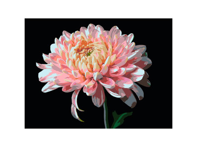 Картина за номерами Strateg Рожева хризантема на чорному фоні 30Х40 см FH-23