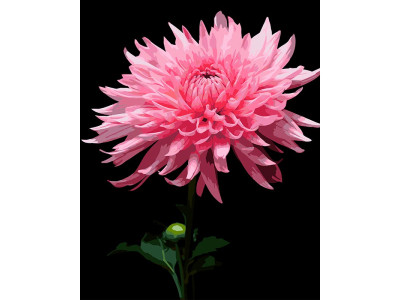 Картина за номерами Strateg Рожева жоржина на чорному фоні 40Х50 см AH1264