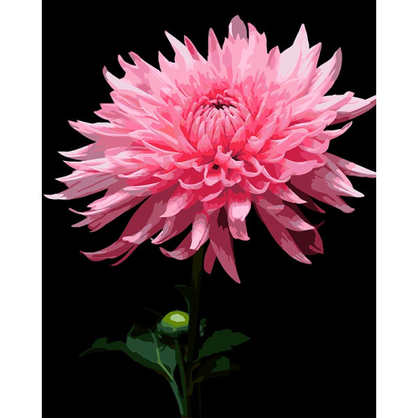 Картина за номерами Strateg Рожева жоржина на чорному фоні 40Х50 см AH1264