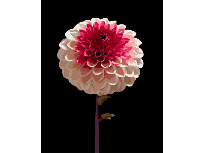 Картина за номерами Strateg Біло-рожева квітка на чорному фоні 40Х50 см AH1266