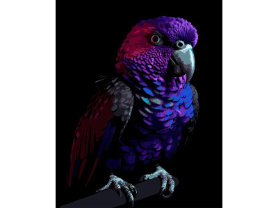 Картина за номерами Strateg Яскравий папуга на чорному фоні 40Х50 (AH1281) AH1281 Картина за номерами Strateg Яскравий папуга на чорному фоні 40Х50 (AH1281) AH1281