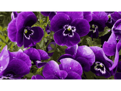 Картина за номерами "Фіалкова ейфорія" 40х50 см 13108-AC