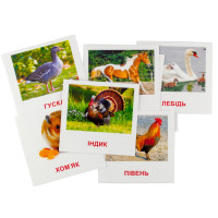 Карточки мини "Домашние животные" (110х110 мм) UA-ENG 65945