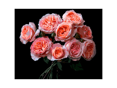 Картина за номерами Strateg Рожеві квіти на чорному фоні 40Х50 см AH1256