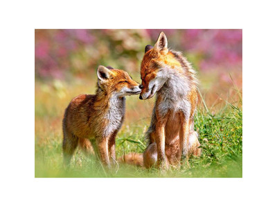 Пазли "лисиця" 13241